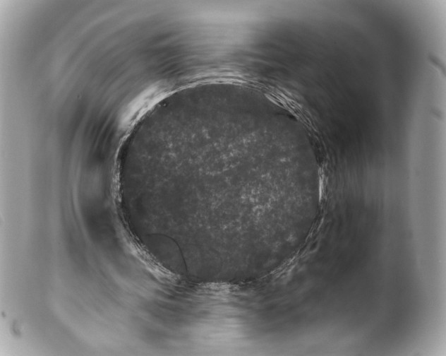 X0000099560339200805301545