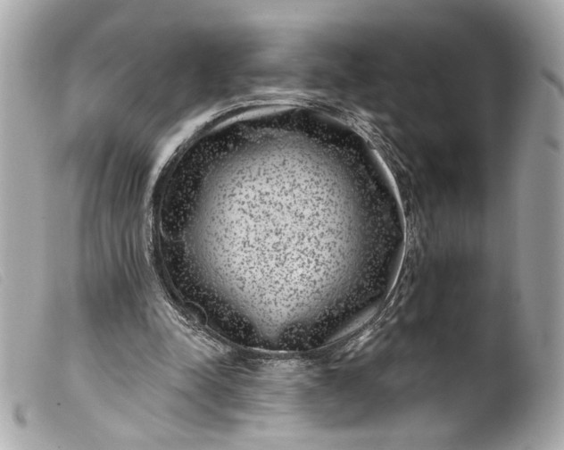 X0000099560342200805301546