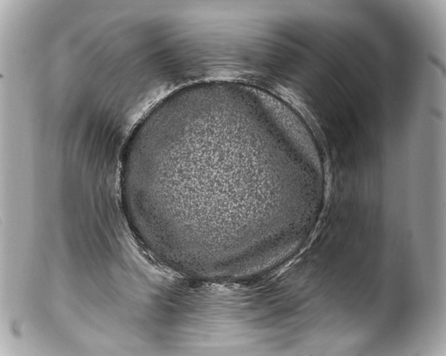 X0000099560346200805301546