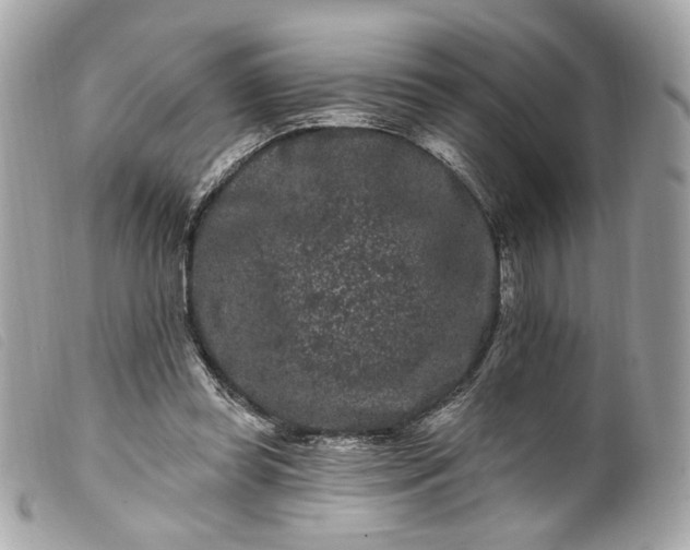 X0000099560349200805301546