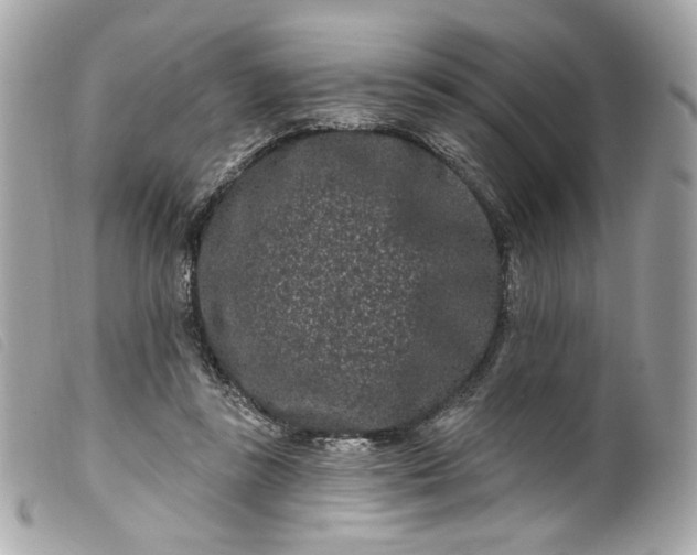 X0000099560355200805301546