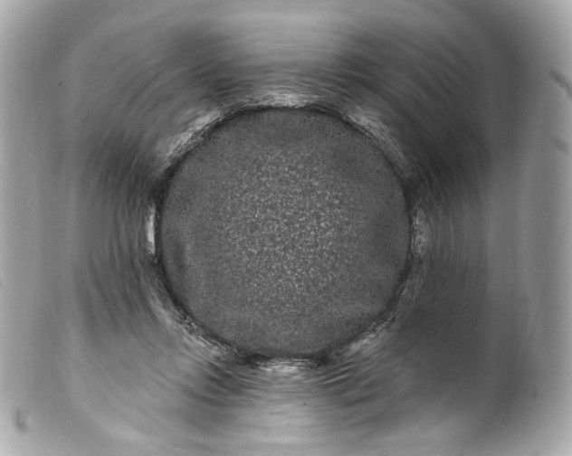 X0000099560358200805301546