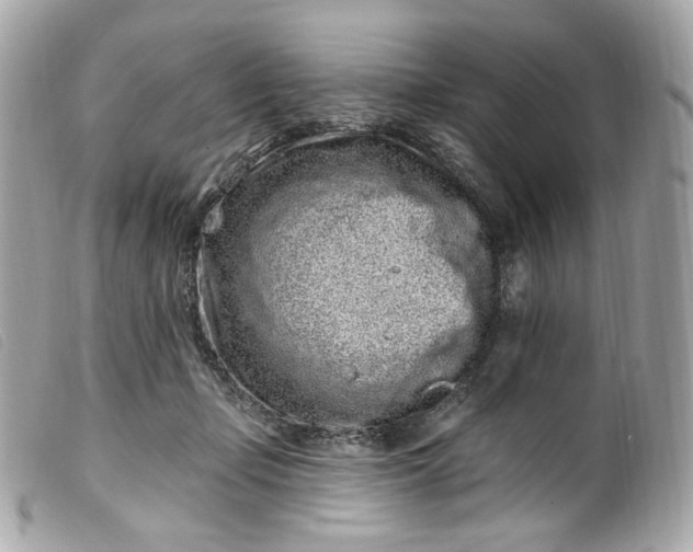 X0000099560365200805301546