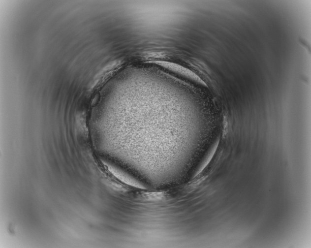 X0000099560377200805301546