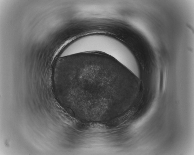 X0000099560387200805301545