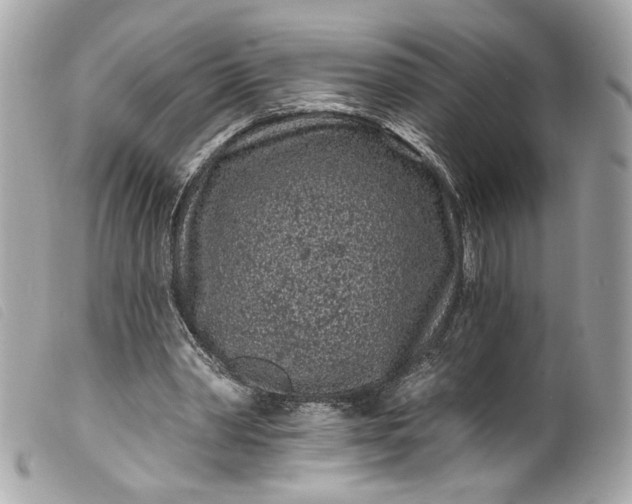 X0000099560390200805301545