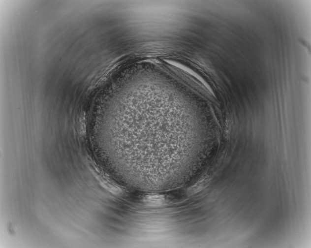 X0000099560413200805301545