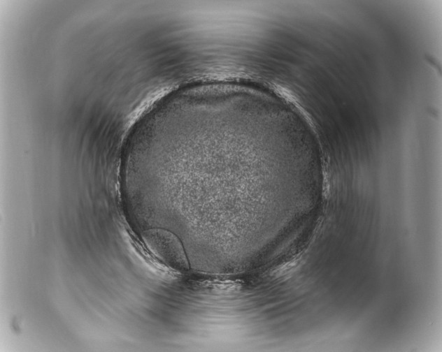 X0000099560443200805301544