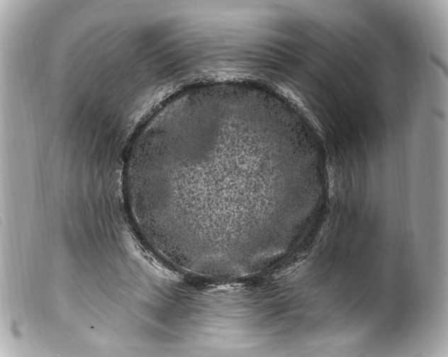 X0000099560447200805301544