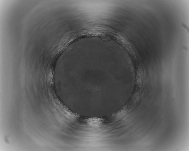 X0000099560465200805301545