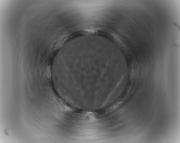 X0000099560467200805301545