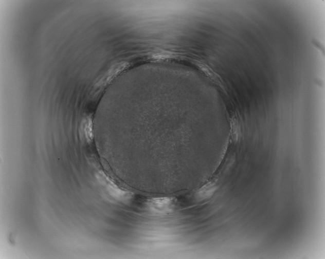 X0000099560479200805301545