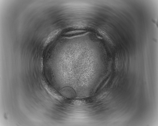 X0000099560494200805301544