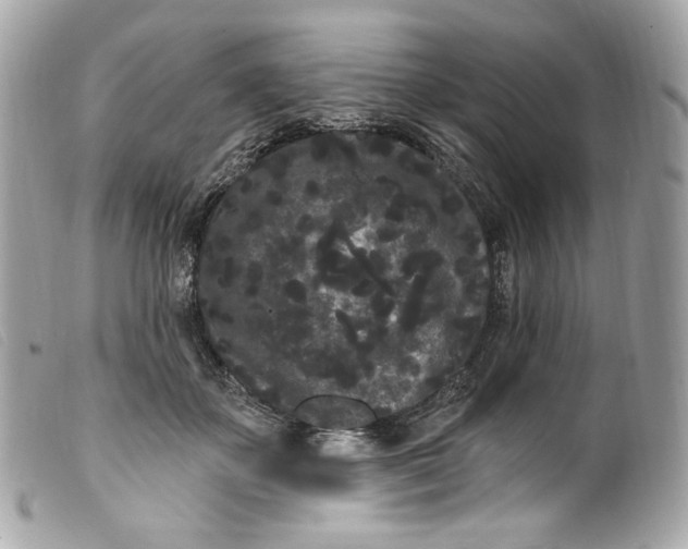 X0000099560507200805301544