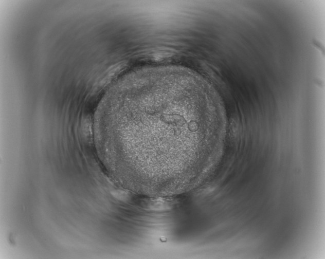 X0000099560527200805301544