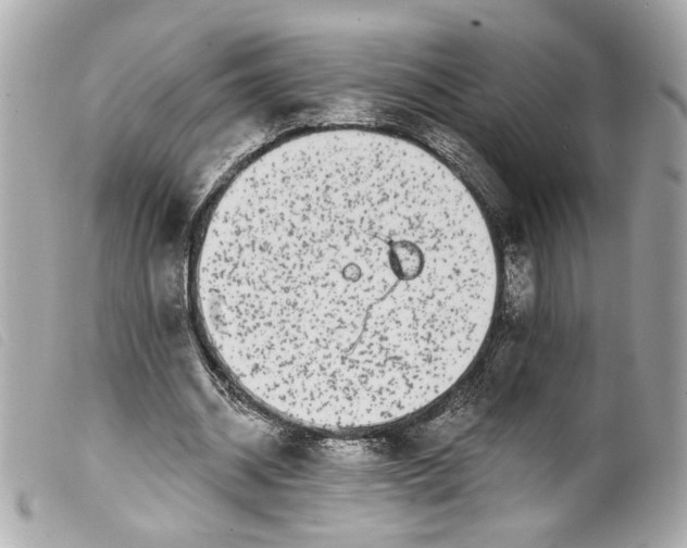 X0000099560534200805301543