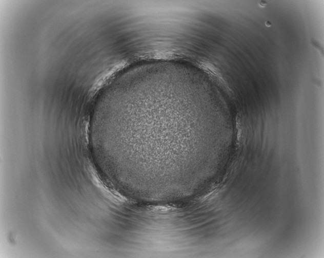 X0000099560542200805301543