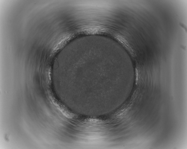 X0000099560590200805301543