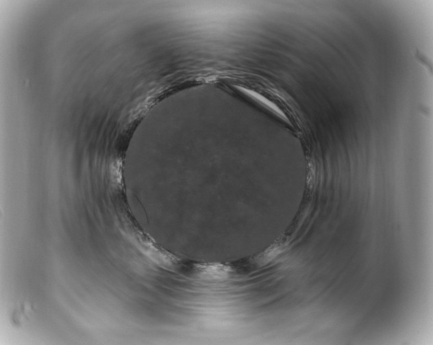 X0000099560621200805301542