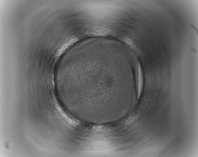 X0000099560634200805301542