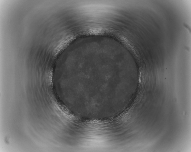 X0000099560640200805301542