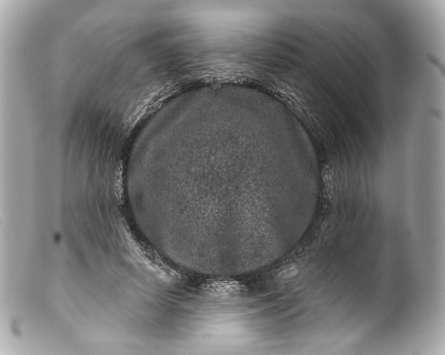 X0000099560642200805301542