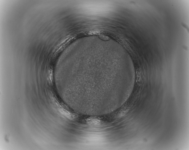 X0000099560648200805301542