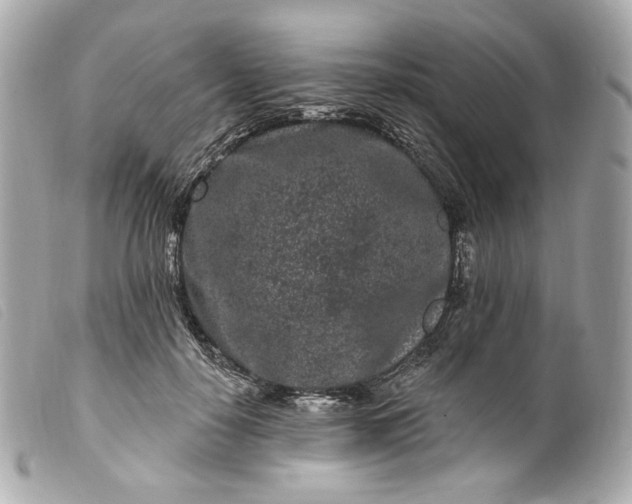 X0000099560650200805301542