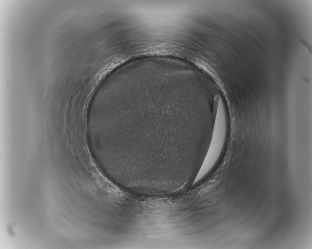 X0000099560673200805301542