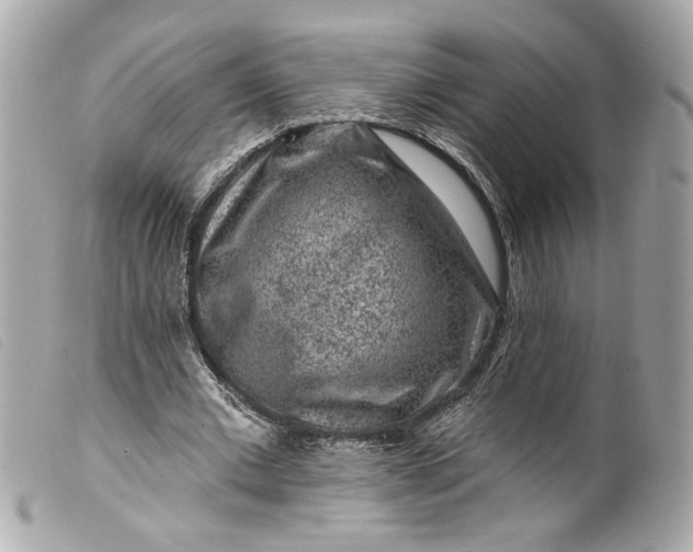 X0000099560677200805301542