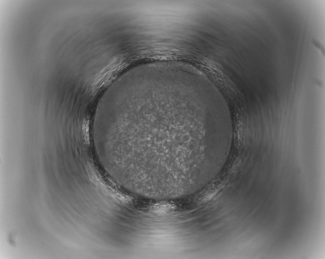 X0000099560696200805301542