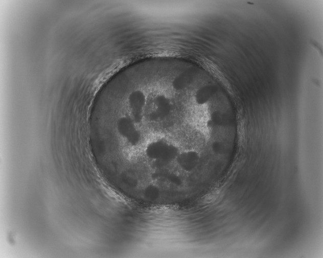 X0000099560721200805301541