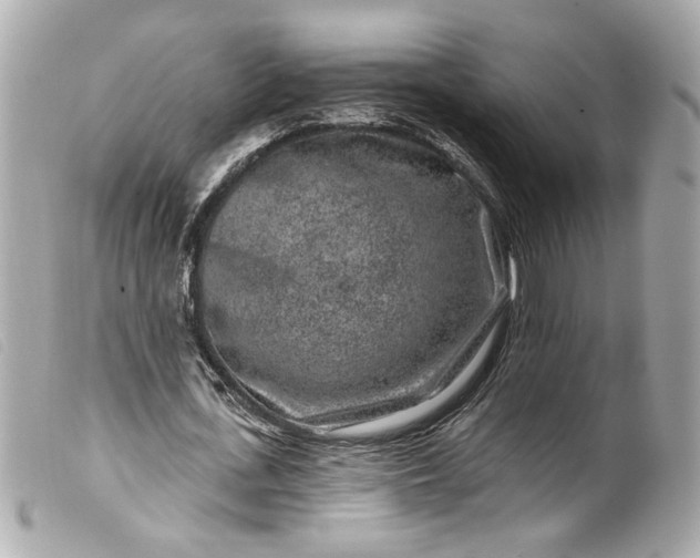 X0000099560723200805301541