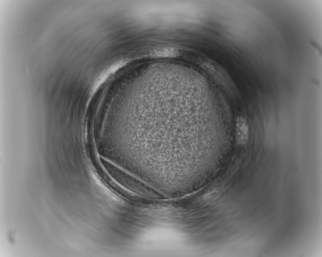 X0000099560726200805301541