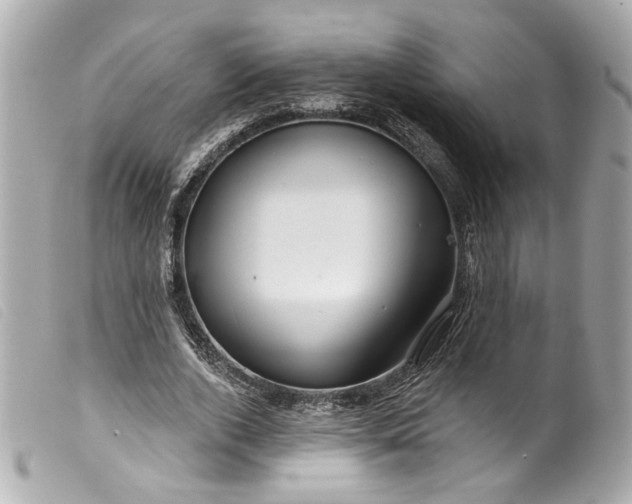 X0000099560728200805301541