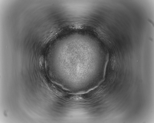 X0000099560747200805301541