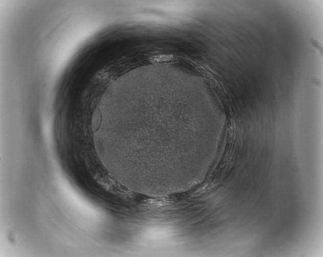 X0000099560763200805301541