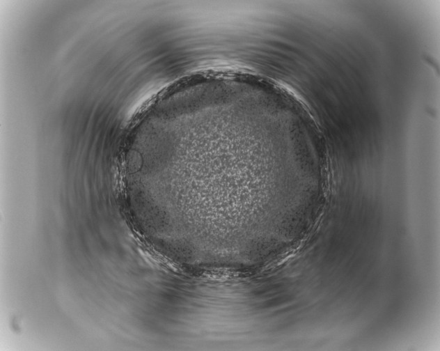 X0000099560775200805301541