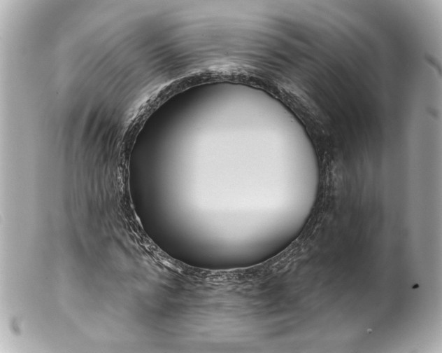 X0000099560776200805301541