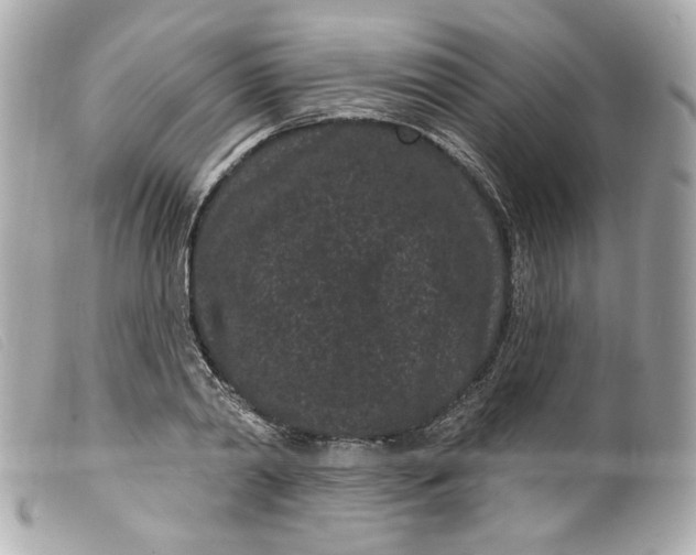 X0000099560790200805301540