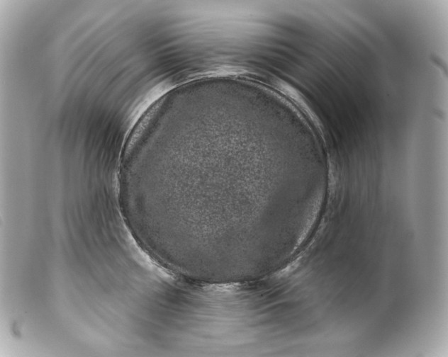 X0000099560810200805301540