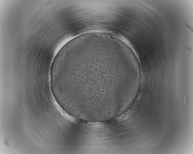 X0000099560811200805301540