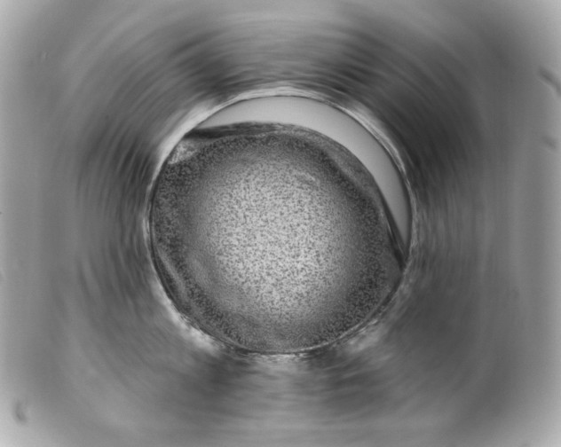 X0000099560813200805301540