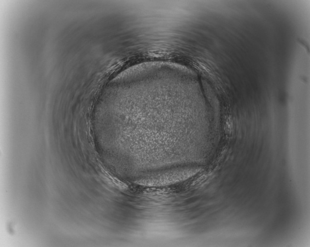 X0000099560817200805301539