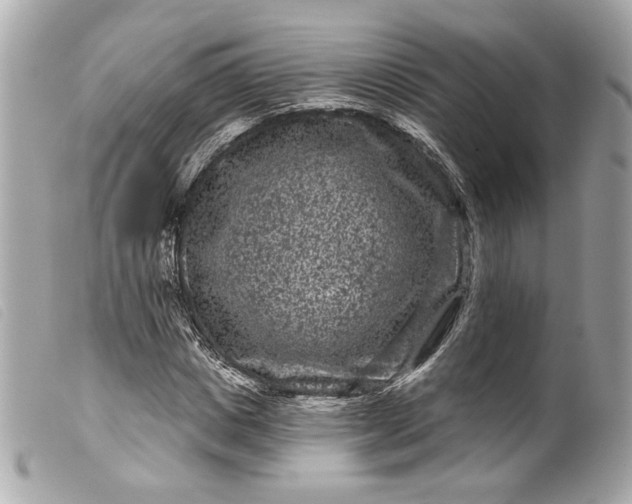 X0000099560825200805301539