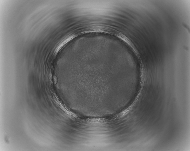 X0000099560826200805301539