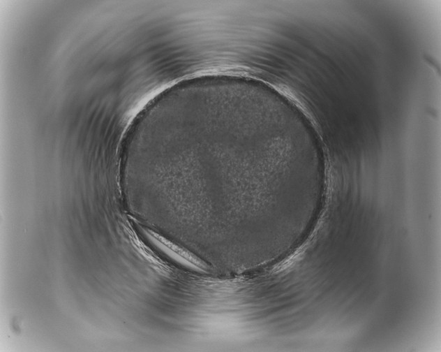 X0000099560830200805301539