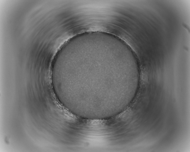 X0000099560832200805301539