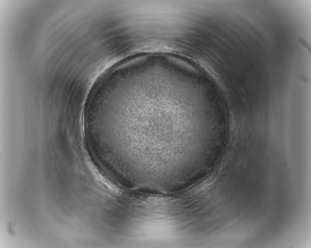 X0000099560840200805301540