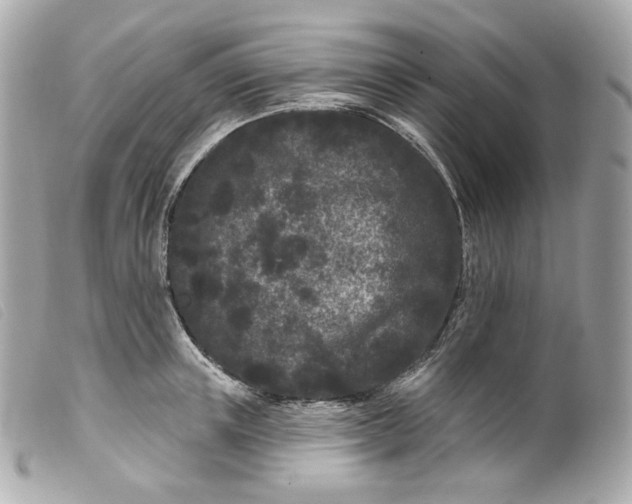 X0000099560851200805301540